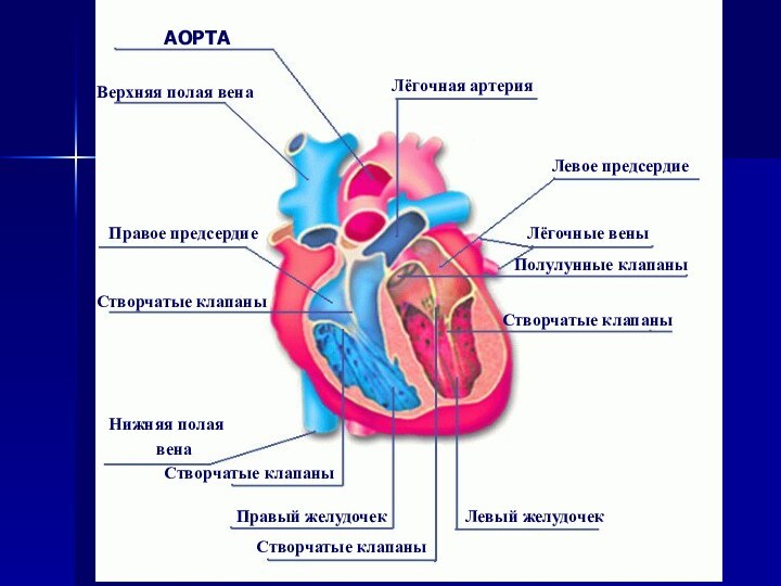 Левое предсердие Правый желудочекСтворчатые клапаныСтворчатые клапаны  Створчатые клапаны   Створчатые