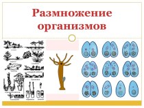 Размножение организмов