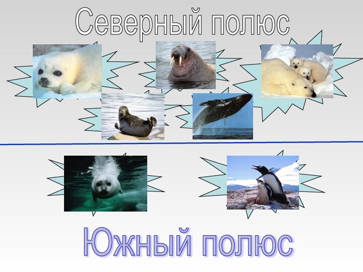 Северный полюс тюлениморжи белыемедвединерпыкитыЮжный полюстюленипингвины