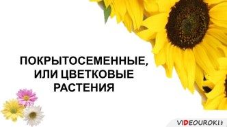 Цветковые растения,или покрытосеменные