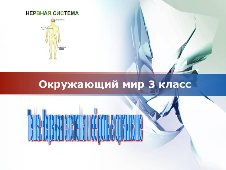 Окружающий мир 3 классТема: Нервная система и её роль в организме