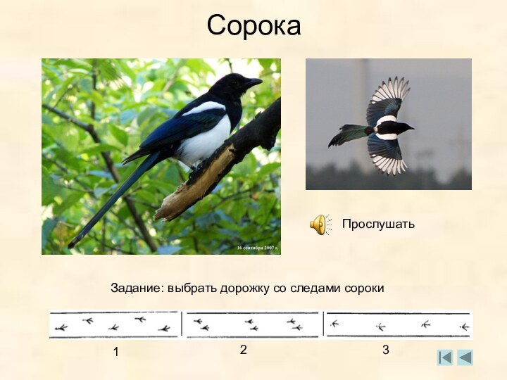 СорокаПрослушатьЗадание: выбрать дорожку со следами сороки123