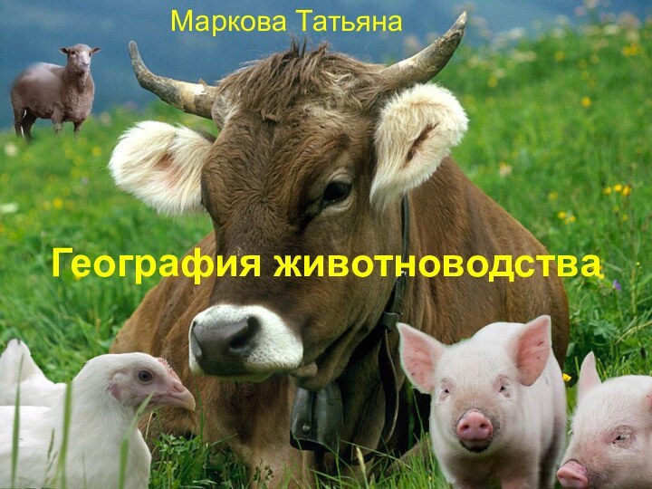 География животноводстваМаркова Татьяна