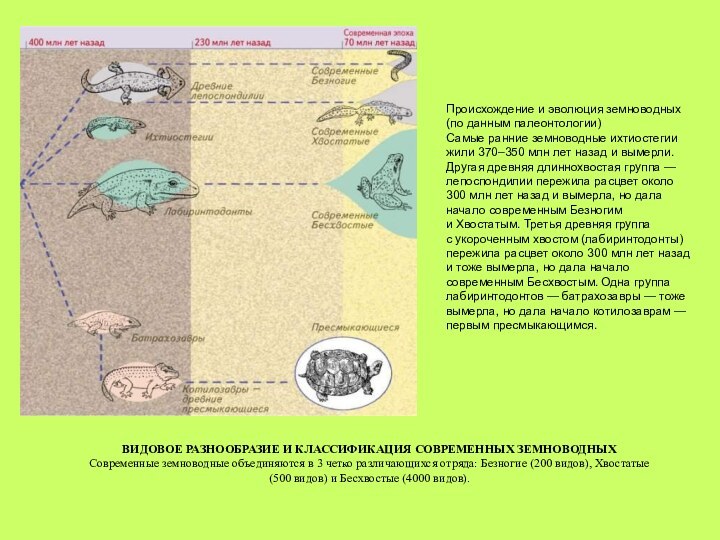 Происхождение и эволюция земноводных (по данным палеонтологии)Самые ранние земноводные ихтиостегии жили 370–350 млн