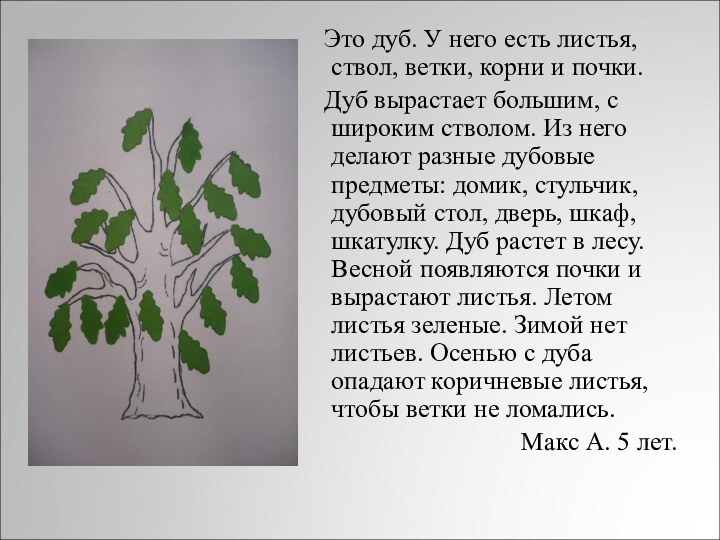 Это дуб. У него есть листья, ствол, ветки, корни и почки.	Дуб вырастает