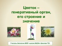 Цветок – генеративный орган, его строение и значение