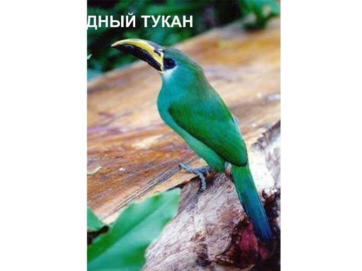 ИЗУМРУДНЫЙ ТУКАН