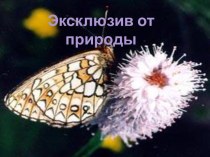 Эксклюзив от природы