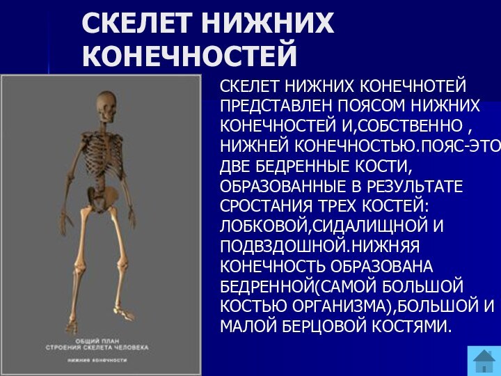 СКЕЛЕТ НИЖНИХ КОНЕЧНОСТЕЙСКЕЛЕТ НИЖНИХ КОНЕЧНОТЕЙ ПРЕДСТАВЛЕН ПОЯСОМ НИЖНИХ КОНЕЧНОСТЕЙ И,СОБСТВЕННО , НИЖНЕЙ