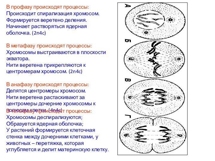 В профазу происходят процессы:Происходит спирализация хромосом. Формируется веретено деления. Начинает растворяться ядерная