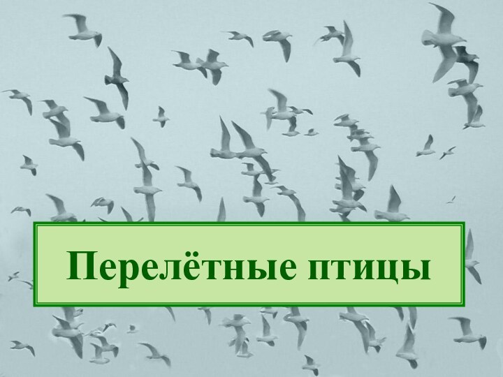 Перелётные птицы