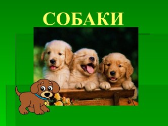 Собаки