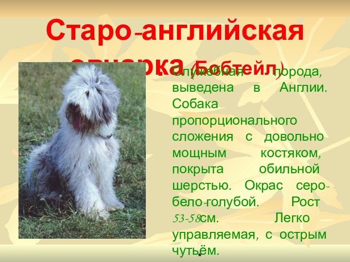 Старо-английская овчарка (Бобтейл)Служебная порода, выведена в Англии. Собака пропорционального сложения с довольно