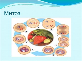 Митоз 9 класс