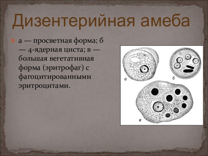 а — просветная форма; б — 4-ядерная циста; в — большая вегетативная