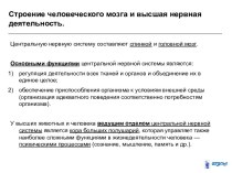 Строение человеческого мозга и высшая нервная деятельность