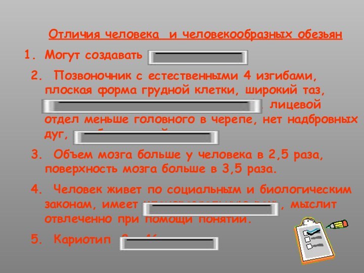 Отличия человека и человекообразных обезьянМогут создавать орудия труда.2. Позвоночник с естественными 4