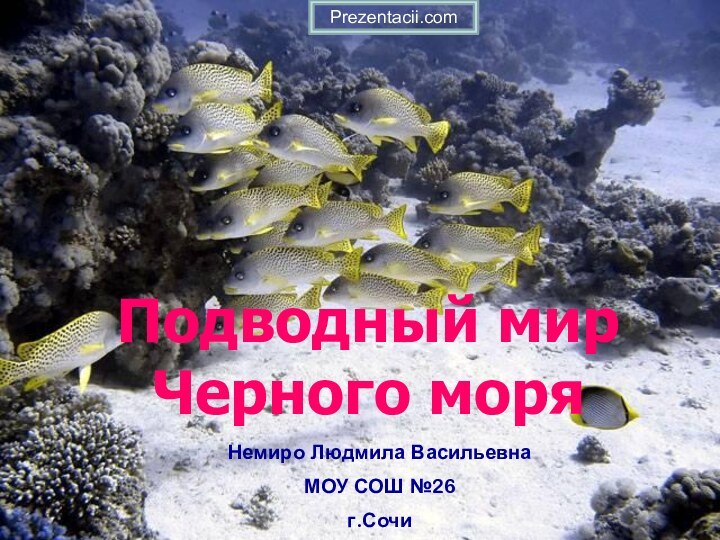 Подводный мир Черного моряНемиро Людмила Васильевна МОУ СОШ №26 г.СочиPrezentacii.com