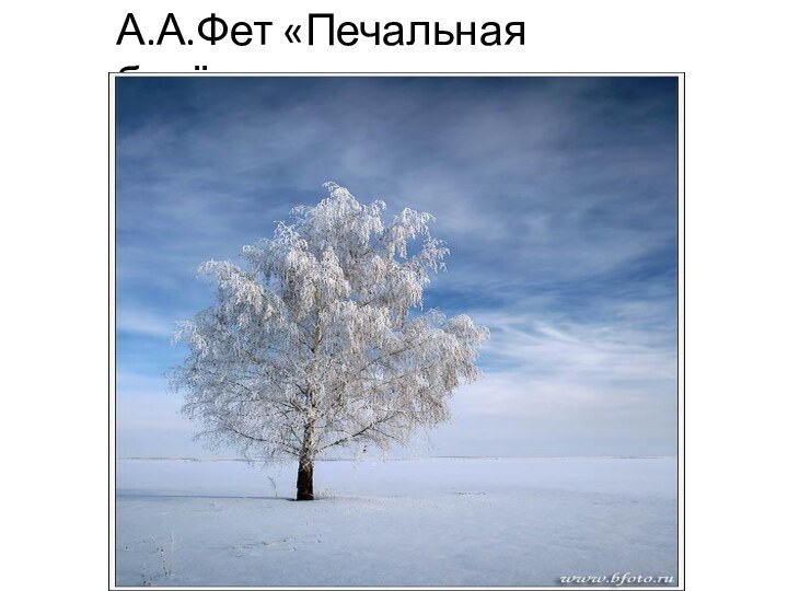 А.А.Фет «Печальная берёза»