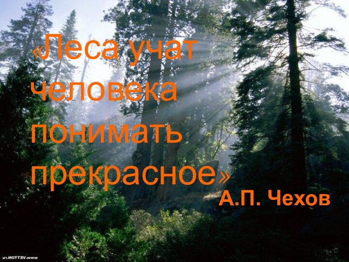 «Леса учат человека понимать прекрасное»А.П. Чехов