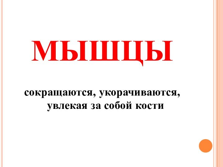 МЫШЦЫсокращаются, укорачиваются, увлекая за собой кости