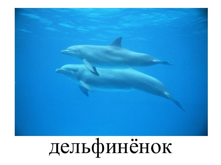 дельфинёнок