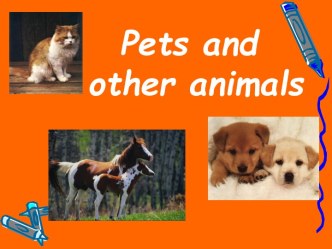 Pets and other animals