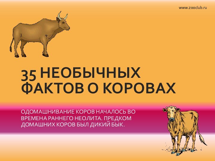 35 НЕОБЫЧНЫХ ФАКТОВ О КОРОВАХОдомашнивание коров началось во времена раннего неолита. Предком