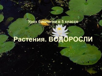 Водоросли