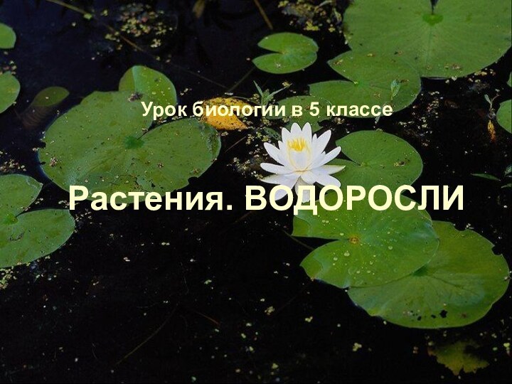 Урок биологии в 5 классе  Растения. ВОДОРОСЛИ