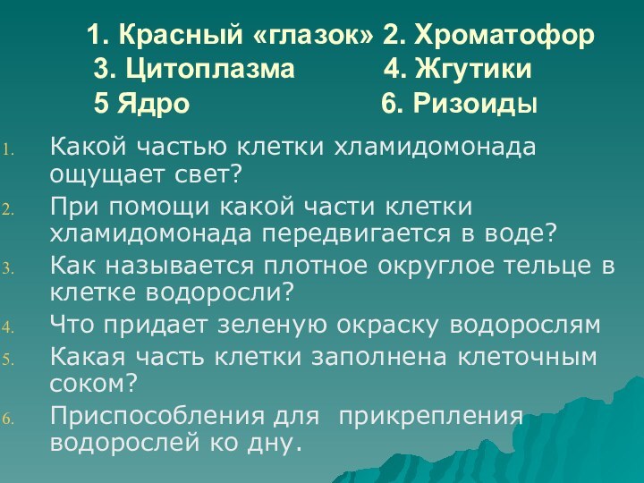 1. Красный «глазок» 2. Хроматофор       3.