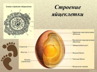 Строение яйцеклетки