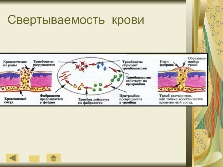 Свертываемость крови