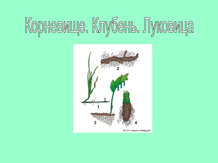 Корневище. Клубень. Луковица