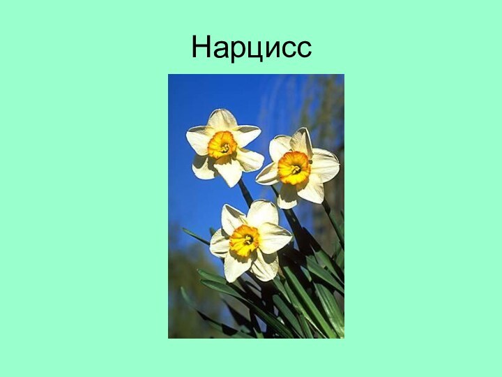 Нарцисс