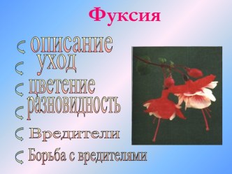 Фуксия