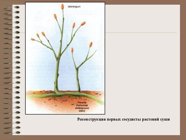 Реконструкция первых сосудисты растений суши