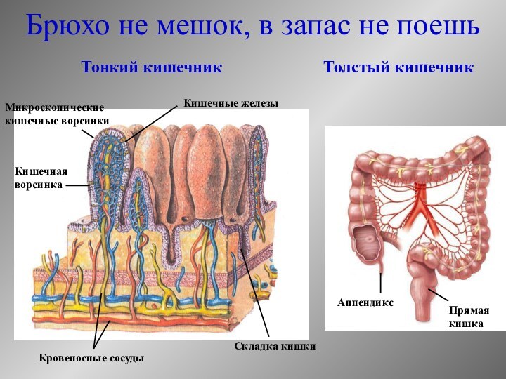 Брюхо не мешок, в запас не поешь