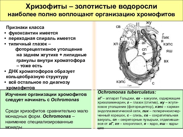 Хризофиты – золотистые водоросли  наиболее полно воплощают организацию хромофитовИзучение организации