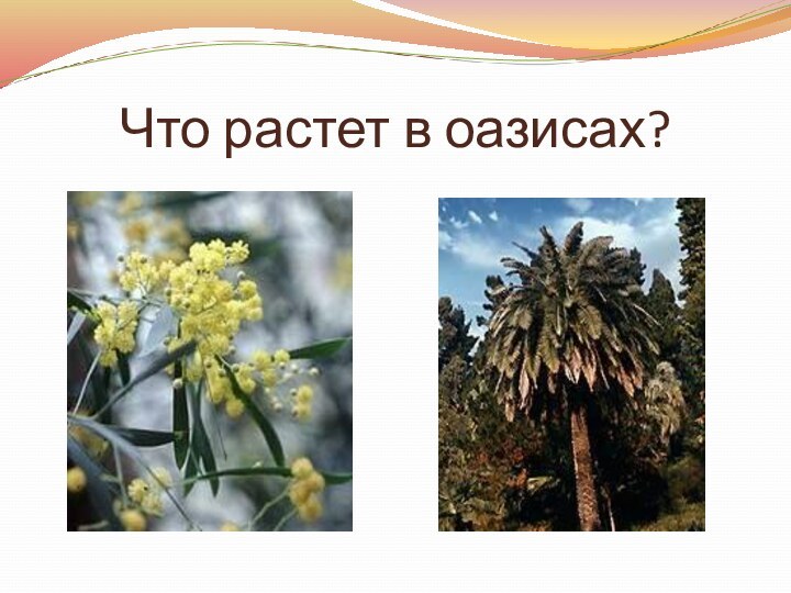 Что растет в оазисах?