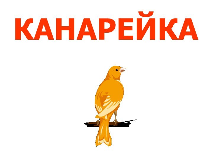 КАНАРЕЙКА