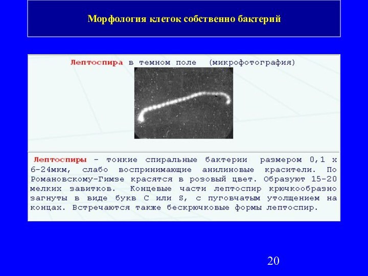 Морфология клеток собственно бактерий