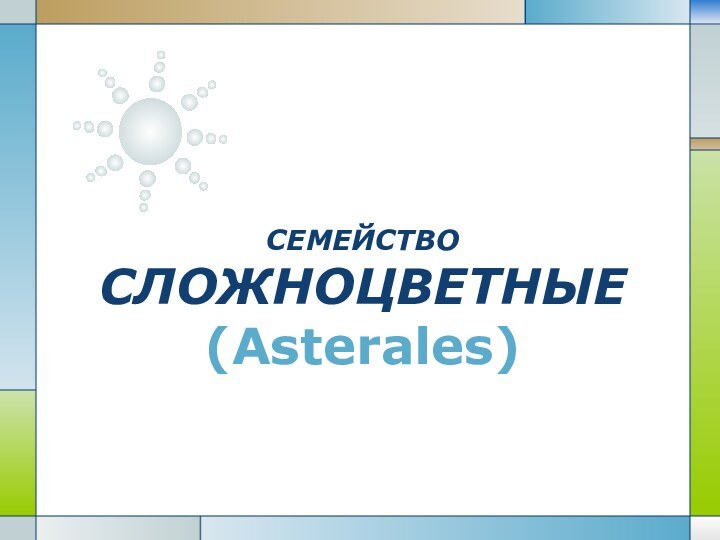 СЕМЕЙСТВО СЛОЖНОЦВЕТНЫЕ (Asterales)