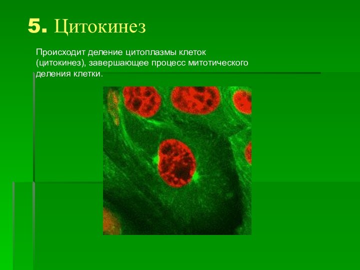 Происходит деление цитоплазмы клеток (цитокинез), завершающее процесс митотического деления клетки. 5. Цитокинез