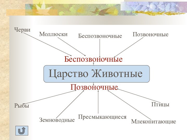 Царство ЖивотныеБеспозвоночныеПозвоночныеЧервиМоллюскиБеспозвоночныеПозвоночныеРыбыЗемноводныеПресмыкающиесяПтицыМлекопитающиеЦарство Животные