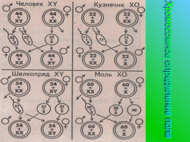 Хромосомное определение пола