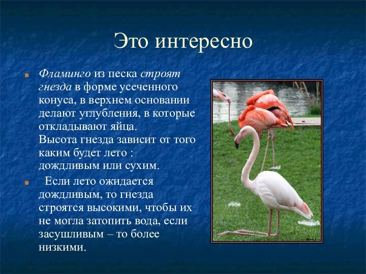 Это интересноФламинго из песка строят гнезда в форме усеченного конуса, в верхнем