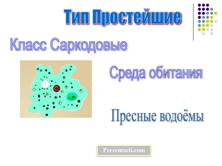 Тип Простейшие Класс Саркодовые Среда обитания Пресные водоёмы Prezentacii.com