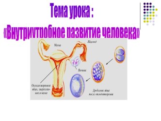 Внутриутробное развитие человека