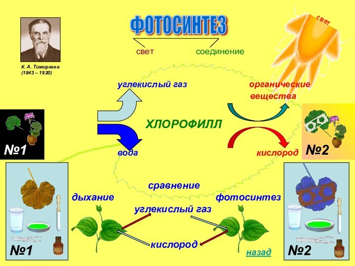 ФОТОСИНТЕЗ свет         соединениеХЛОРОФИЛЛ